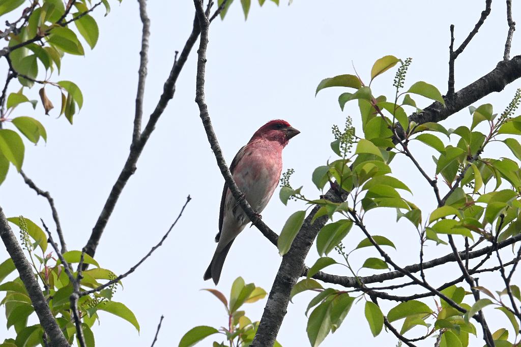 Finch, Purple, 2025-05087740 Parker River NWR, MA.JPG - Purple Finch. Parker River National Wildlife Refuge, MA, 5-8-2025